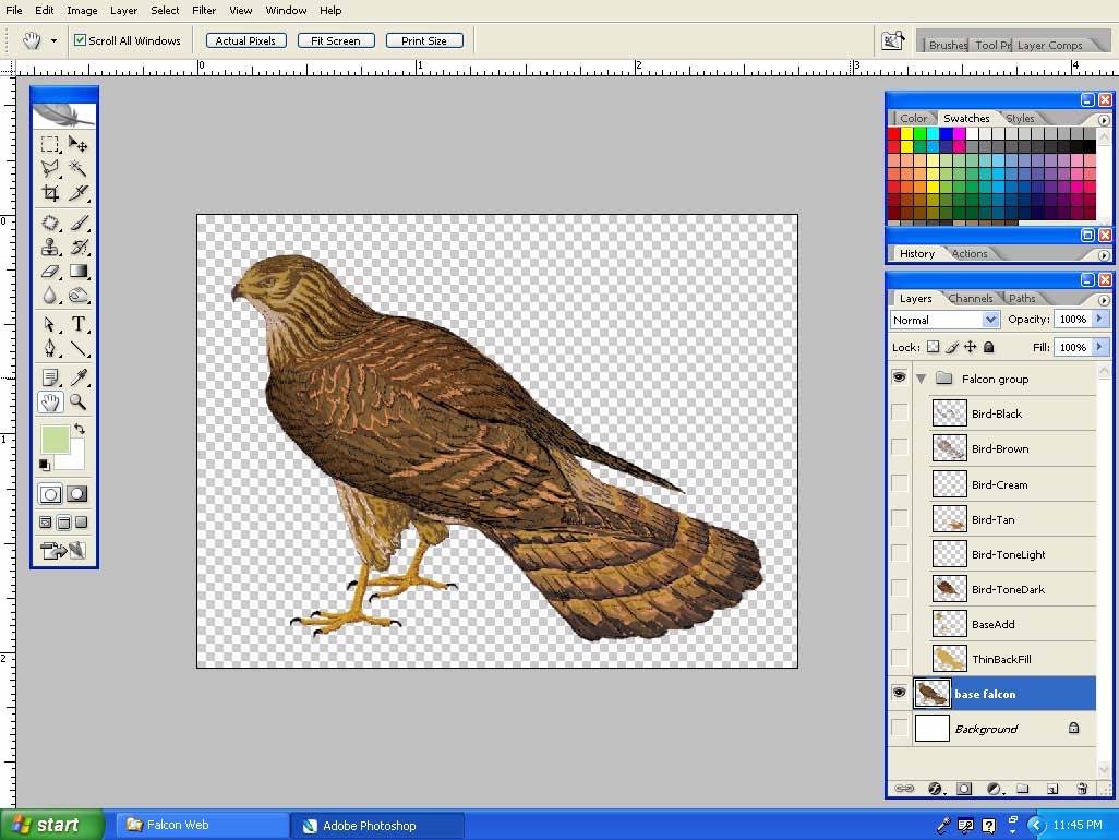 How to draw a peregrine falcon